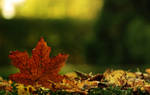 Touch of the Autumn... by jeremi12