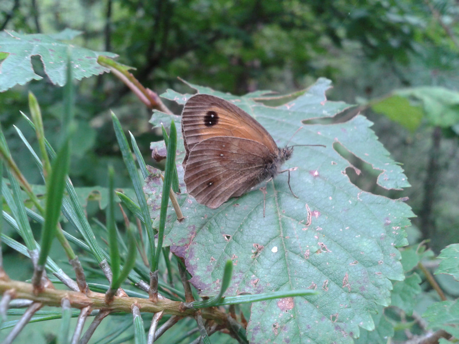 Butterfly