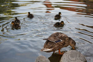 41_Duck with ducklings