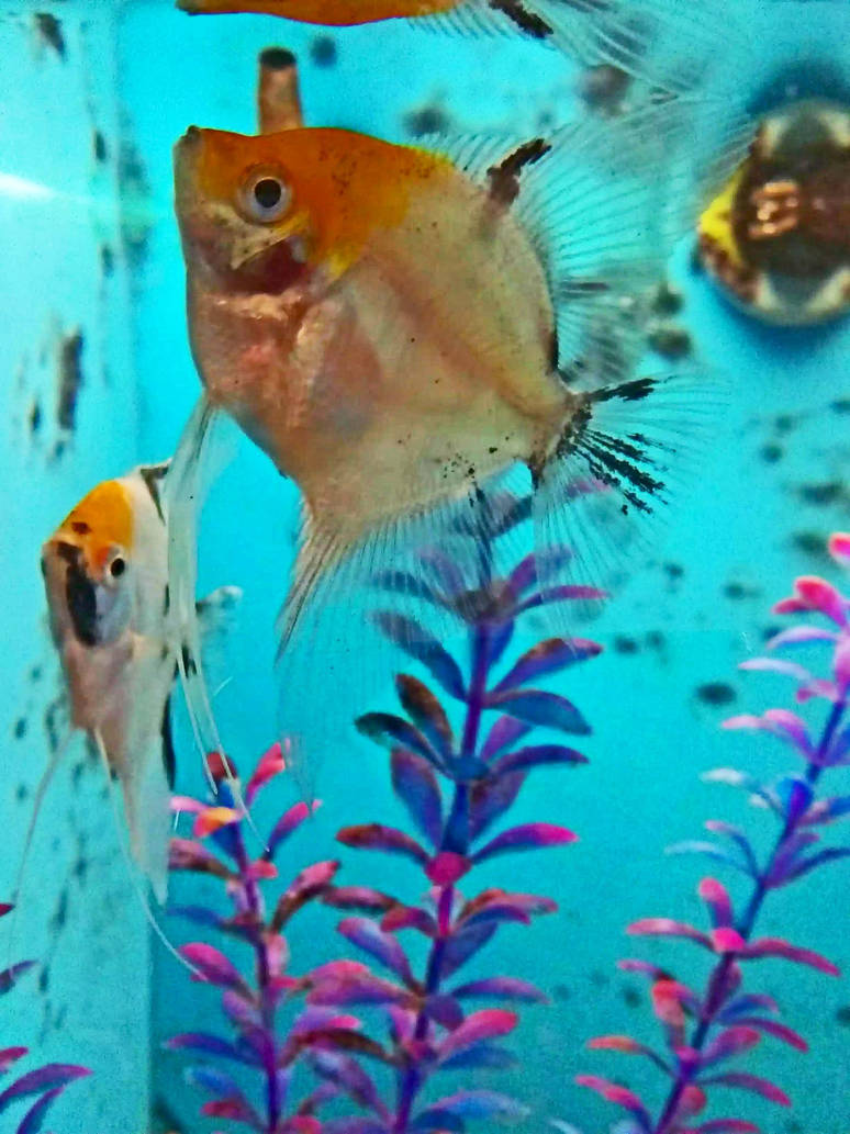 Image-79fish by ThatTMNTchick on DeviantArt