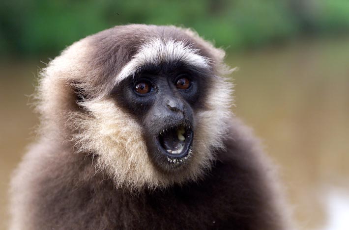 gibbon