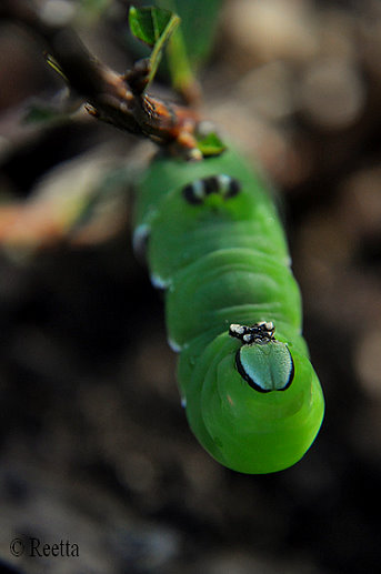 larva