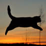 cat flies