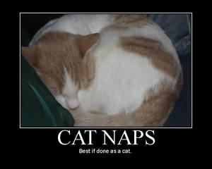 Cat Naps