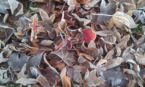 Frosty Leaves