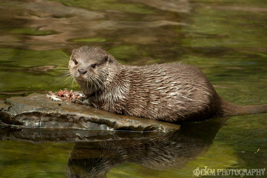 Otter