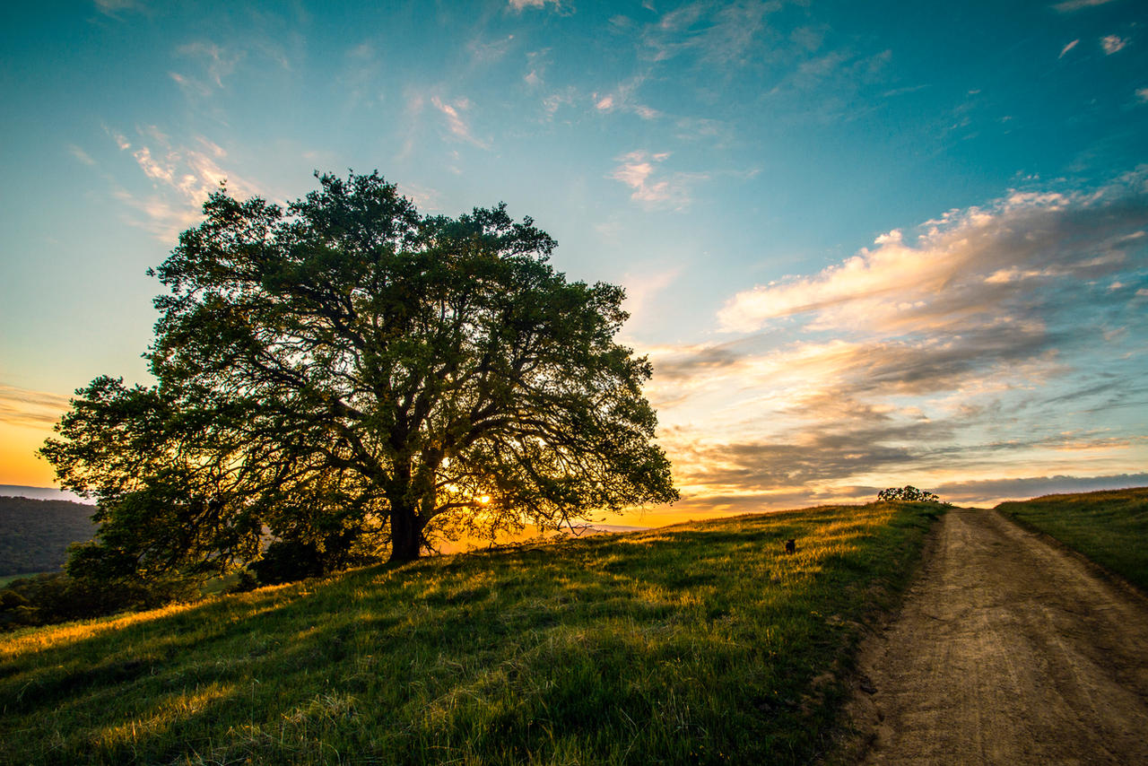 Sunset Tree