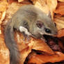 Northern Flying Squirrel