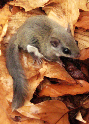 Northern Flying Squirrel