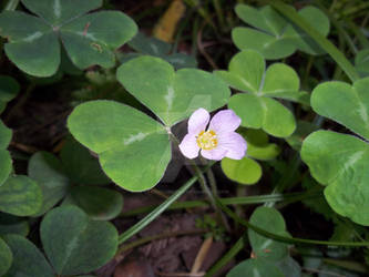 Flower in the Shade