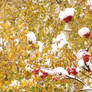 Sorbus in the snow