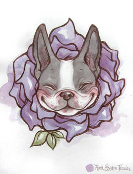 Rosa Boston Terrier