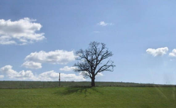 The Lone Tree