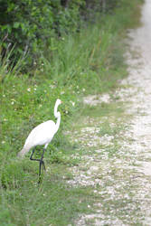 Going for a Walk