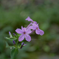 Violet Flowers