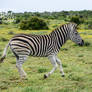 Zebra On The Run