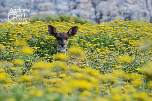 Happy Deer