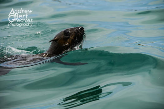 Swimming Seal