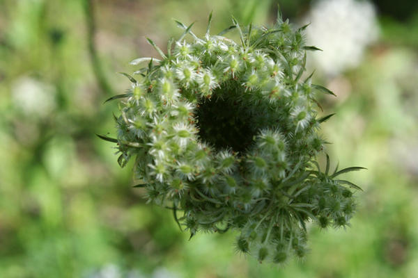 Flower Nest III