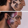 Miguel Jaw Anatomy