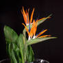 Edible Birds of Paradise