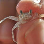 Baby crab