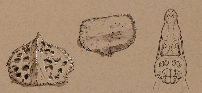 Osteoderms Explore the Best Osteoderm Art | DeviantArt