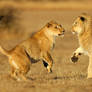 Lions Playing