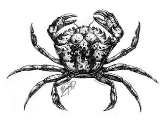 Carcinus maenas