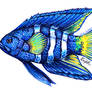 Eastern blue devilfish