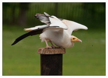 Egyptian Vulture