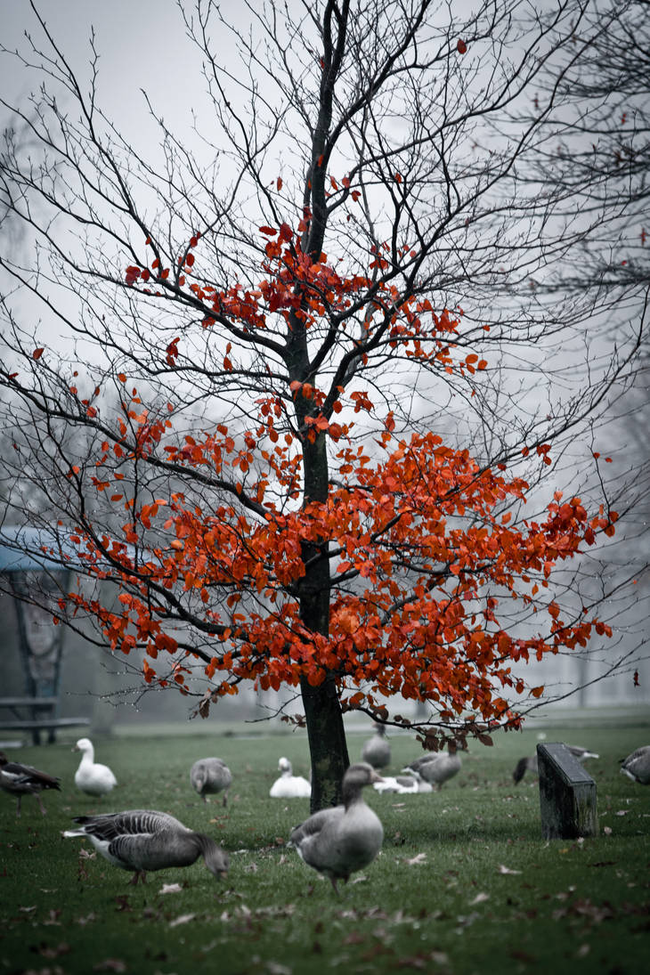 High Contrast Tree by CiaranChan on DeviantArt