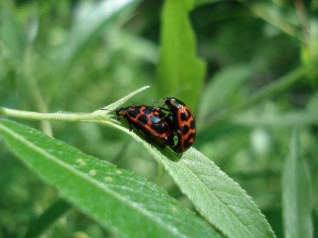 Ladybug Love