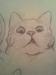 Cat Gasp Sketch