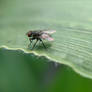 Fly on corn leaf