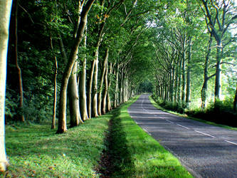 arbres au bord de la route