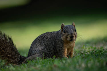 Wary Squirrel