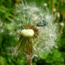 Kaefer auf Pusteblume