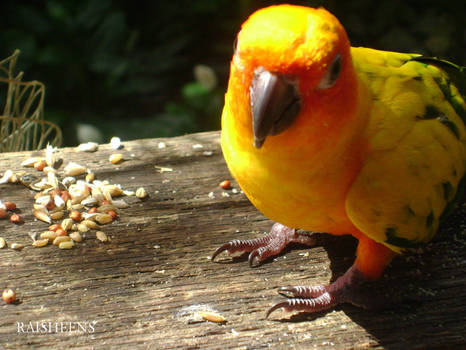 Yellow Curiosity