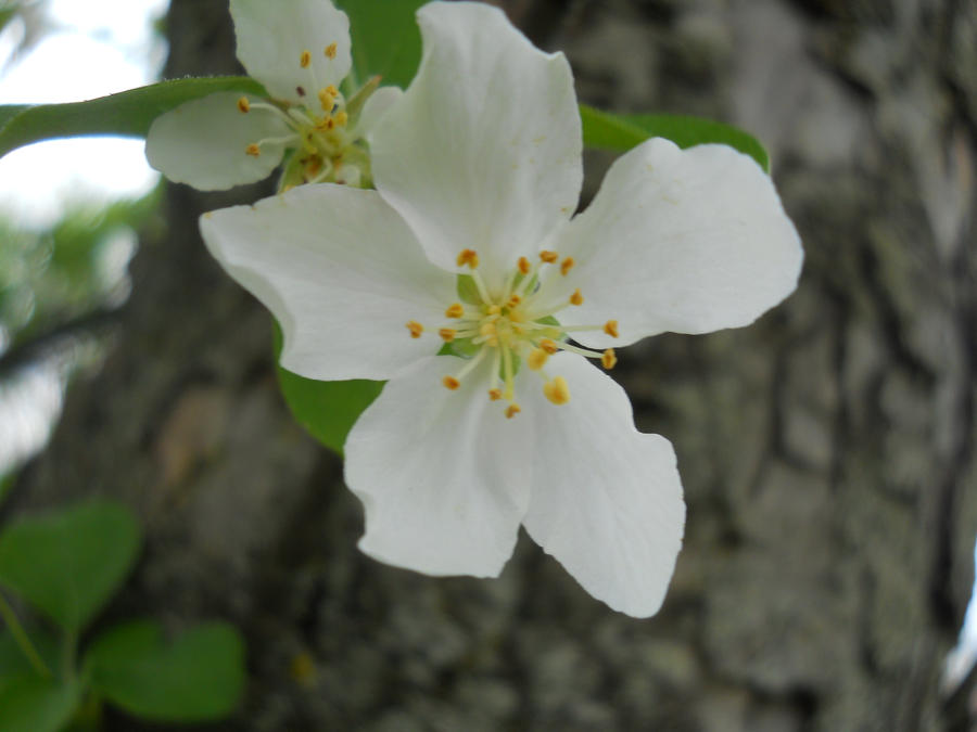 Apple Blossom Pie Flavor