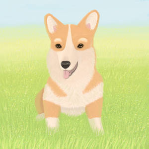 corgi