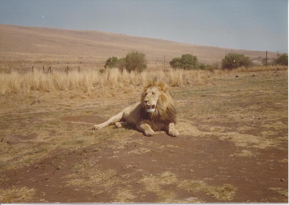 King resting