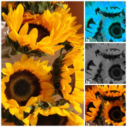 Sun Flower Collage