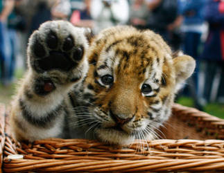 Tiger Waving