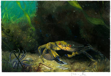 [NATURALIST PAINTING] - Velvet Crab