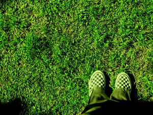 ...on the grass