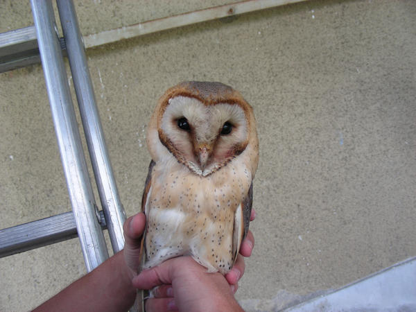 tawny owl