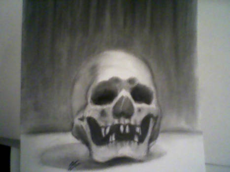 skull still life