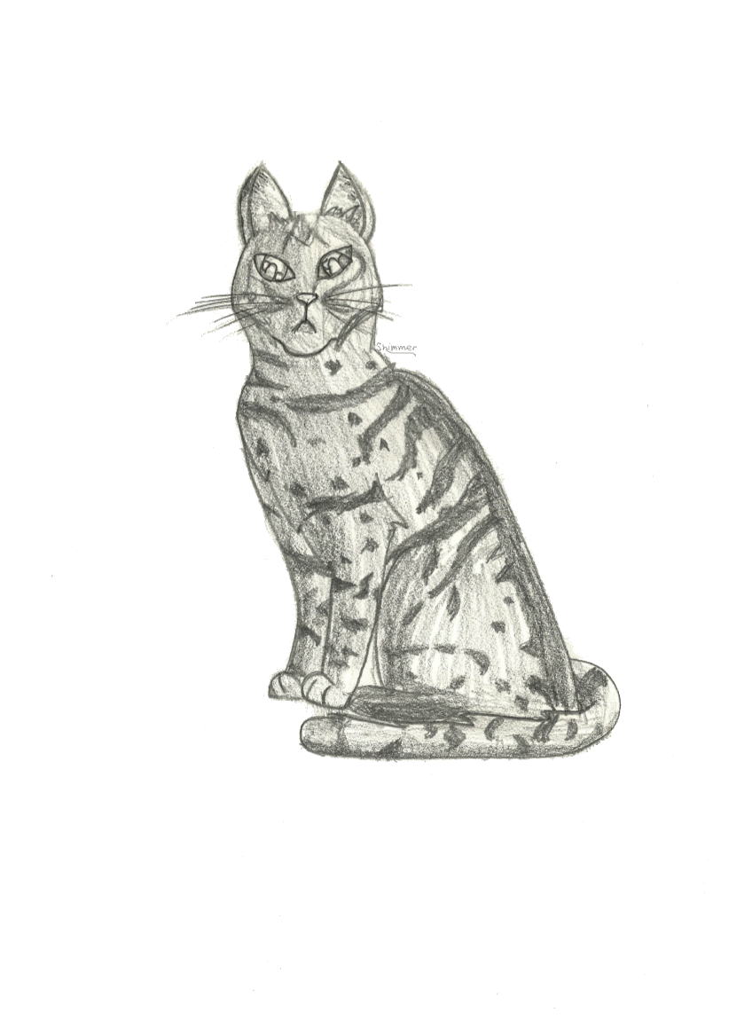 Gray Tabby Cat