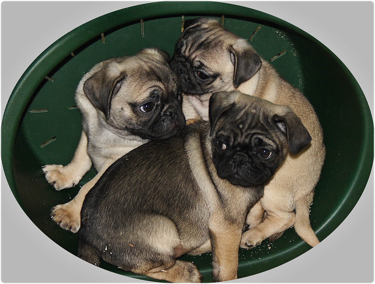 Baby Pugs